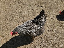 Half Dozen Fertilized Plymouth Barred Rock Chicken Eggs For Incubating, 6 Eggs picture