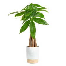 Costa Farms Money Tree Live Indoor Plant, Easy Care, Pet Safe, Decor Pot | picture