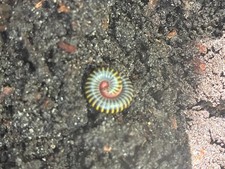 Live Bumblebee Millipedes - Breeding Pair M/F (Composting) picture