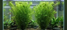 Hornwort - Large Bundle - Aquatic Plant - Free Snails picture