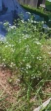 Bushy Leisure Cilantro (Coriander) 50 Seeds / Non-GMO picture