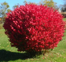 5 Dwarf Burning Bushes – Live Bare Root Plants (4–10