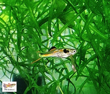 SUPER RARE PK Endlers PURE CUMANA ARIZONA RATTLESNAKE ENDLERS - CHOOSE OPTIONS picture