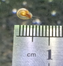 (20+) Mini/Micro/Flat Ramshorn Snails 