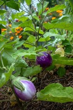 Rosa Bianca Eggplant Seeds, NON-GMO, Marbled Lavender Ivory, Heirloom,  picture