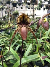 SELECT SALE - MULTIFLORAL PAPH ORCHID HYBRID Wossner Black Wings NBS picture