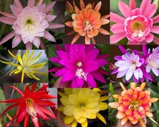 6) Mystery Epiphyllum Orchid Cactus Cuttings, Mixed colors, Assorted - No Names picture