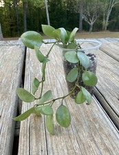 Hoya Lacunosa Silver Mint Coin In 3” Pot picture