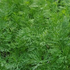 Dukat Dill, Heirloom, NON-GMO, Leafy Foliage, Finnish Dill,  picture