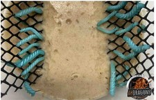 Live Hornworms 25 Ct Per cup | Feeder Insects | Reptile Feed | Live Guarantee picture