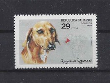 Art Head Study Postage Stamp AZAWAKH SLOUGHI DOG Spanish Sahara Africa 1998 MNH picture