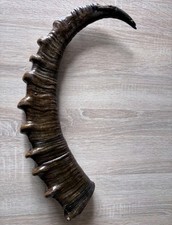 Mountain Goat Horn Hunting Trophy Taxidermy picture