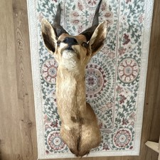taxidermy mount of a male BUSHBUCK picture
