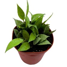 Hoya Lacunosa Mint, 4 inch Rare Exotic Indoor House Wax Plant picture