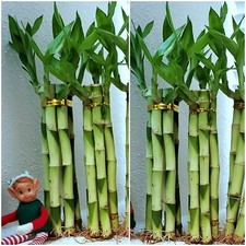 6 Lucky Bamboo 8 Inches, Home Decor, Aquatic Plants, Gift, Feng Shui, Indoor picture