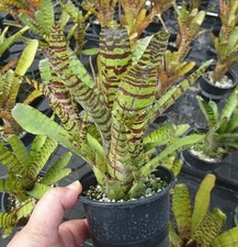Neoregelia Tigrina (Pack Of 3) picture