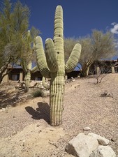 Photo:Tucson Arizona 2018 Saguaro Cactus El Conquistador Resort Entry Road picture