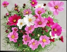 100+Dwarf Cosmos Seeds Mix Mexican Aster Colorful Garden Cosmos Flowers USA picture