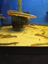 Teugelsi Polypterus 3.5-4” picture