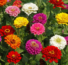 Zinnia California Giant Mix Nice Garden Flower Seeds by Seed Kingdom Bulk 5 Lb S picture
