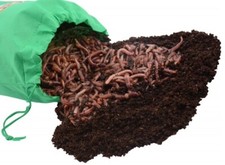 250 Count Super Red European Night Crawlers picture