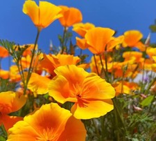 300 ORANGE CALIFORNIA POPPY SEEDS | SALE  NON GMO HEIRLOOM picture