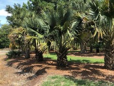 Sabal Louisiana – 1 Gallon Grow Bag – Cold Hardy Gulf Coast Palm picture