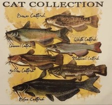 CAT COLLECTION CATFISH FISHING ANGLER FISH REEL LUNKER SHIRT (S-XL) FRONT PRINT picture