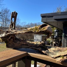 Hardwood Driftwood 23x8x14 – Unique Opening, Stunning Grain with Natural Moss picture