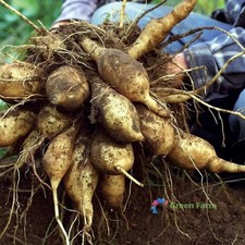100 Seeds Smallanthus Sonchifolius Yacon Peruvian Ground Apple Crisp Sweet Root picture