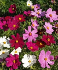 Dwarf Cosmos Seed Mix, Short & Compact, Colorful, Pollinators,  picture