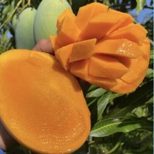 Mango Lover Box Of Grafted Trees.1-Alphonso 1-Malika 1-Carrie 1-Maha Chanook picture