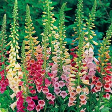 Excelsior Mix Foxglove Seeds | Heirloom / Non-GMO |  | 1246 picture