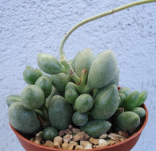Adromischus Oviforme Succulents, 2