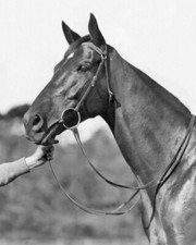 Champion Racehorse PHAR LAP Glossy 8x10 Photo Thoroughbred Print Poster picture