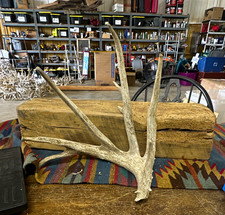 Deer Shed Antler Large Taxidermy Decor/Display picture