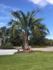Butiagrus Seedlings - F1 Hybrid Mule Palms - Cold Hardy Butia x Syagrus Palms picture