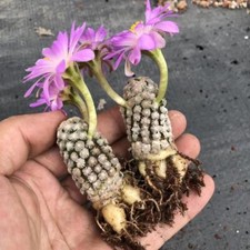 3PCS Mammillaria Theresae RareSucculent  Plant Garden Décor Boutique 4CM picture