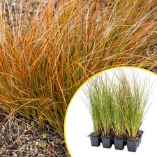 3 Orange New Zealand Sedge, Live Plants in 2.5