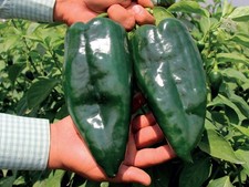 20 ANCHO GRANDE POBLANO PEPPER SEEDS ~ heirloomseedguy ~ NON-GMO ~ 2026 ~ USA picture