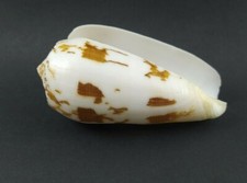 F Conus Striatus RARE Beautiful Shells 92.5 mm  red Sea shell  very nice Pattern picture