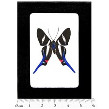 Rhetus arcius blue black white red butterfly Peru FRAMED picture