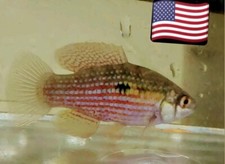 5 American Flag kili Fish ALGAE EATING FISH *Freshwater*(Jordanella floridae) picture
