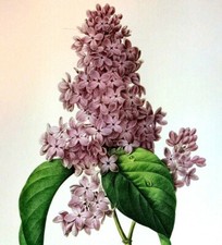 Pierre Joseph Redoute Flower Lilas Botanical Art Book Plate 73 picture