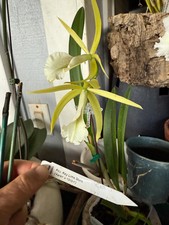 Pcv. Key Lime Stars 'Karen' picture