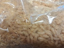 Maggots (Spikes) picture