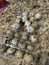 Special listing for 30 king quail and 3 dozen Coturnix  picture