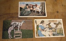 Lot of 3 Cuba Cuban Wet Nurse Goats Postcards Old Vintage Card Souvenir picture