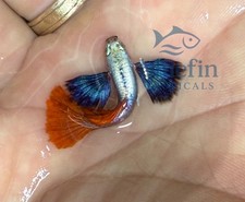 Premium Live Metal Dumbo Big Ear Guppy Fish – 1 Trio (1M/2F) High Grade. picture