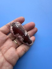 63.8mm | Conus magnificus| Special Color picture